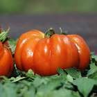 Plants de tomates 'Delizia' F1 bio : barquette de 6 plants